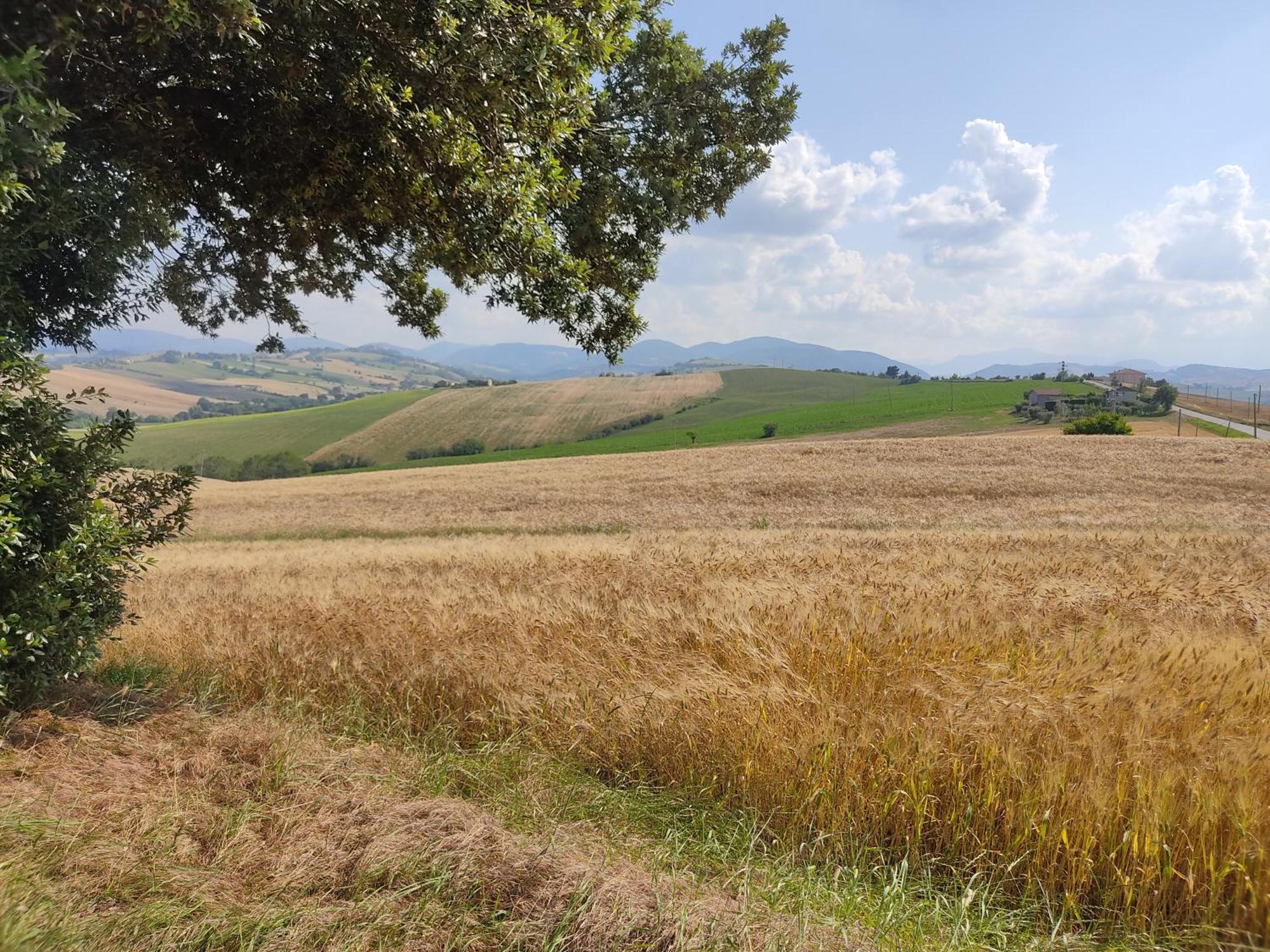Casa Borgo Fonte Villa Castelleone di Suasa ภายนอก รูปภาพ